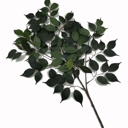 درزن أغصان فايكس (12 غصن)