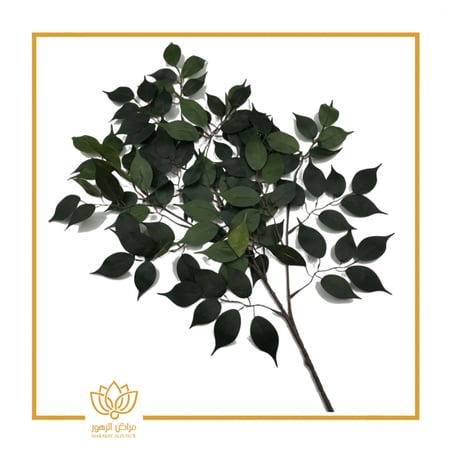 درزن أغصان فايكس (12 غصن)