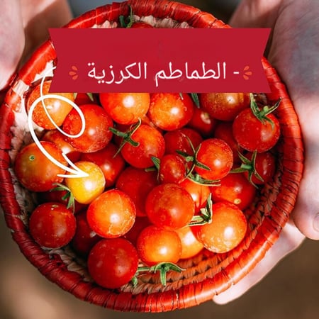 الزارعة من النافذة: الطماطم الكرزية العضوية من Back to the Roots®