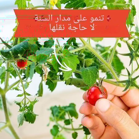 الزارعة من النافذة: الطماطم الكرزية العضوية من Back to the Roots®