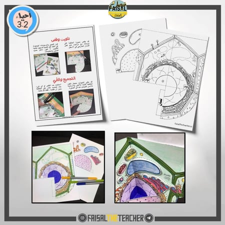 نموذج POP-UP للخلية النباتية