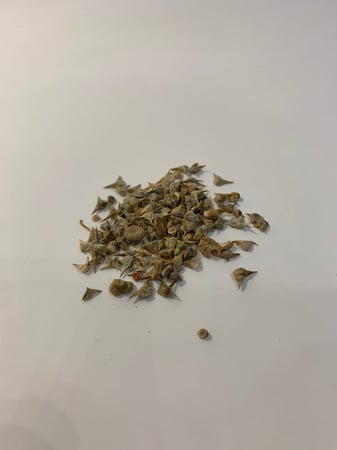 بذور سبانخ (15 قرام )