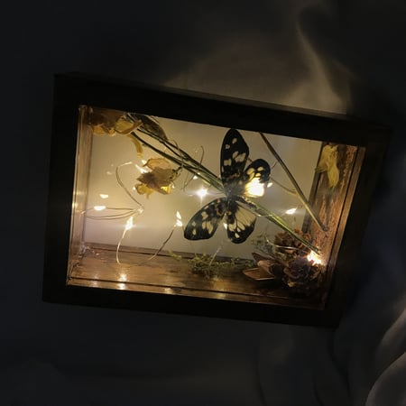 فراشه ملونه