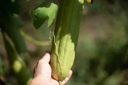بذور قرع الليفة - Gourd Luffa Seeds