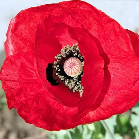 زهرة الديدحان الأحمر