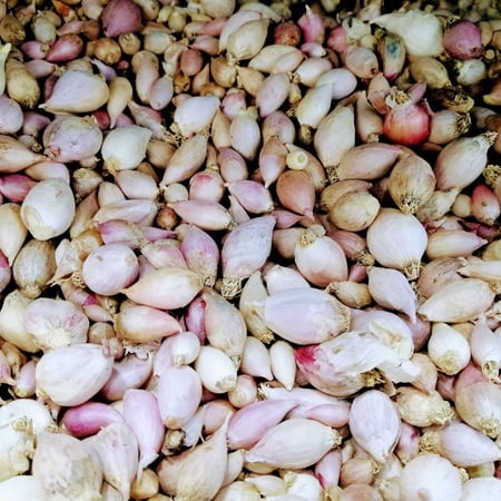 ثوم ذكر يمني درجة اولى