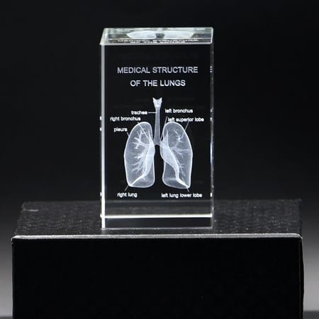 نموذج تشريحي ثلاثي الابعاد