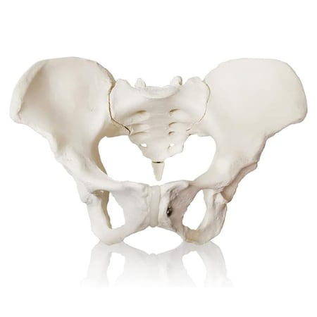 مجسم حوض أنثى