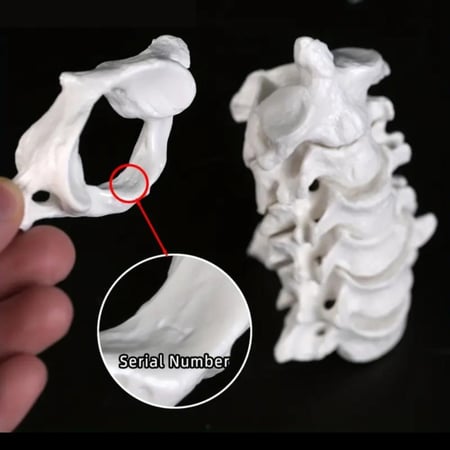 مجسم الفقرات الرقبية (Cervical)
