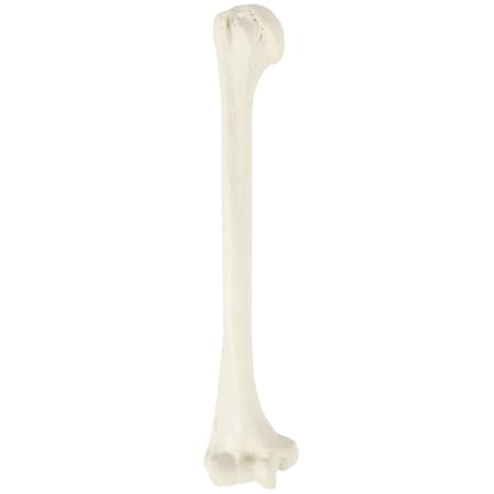 عظم humerus - عظام الأطراف العلوية بالحجم الحقيقي