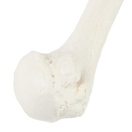 عظم humerus - عظام الأطراف العلوية بالحجم الحقيقي