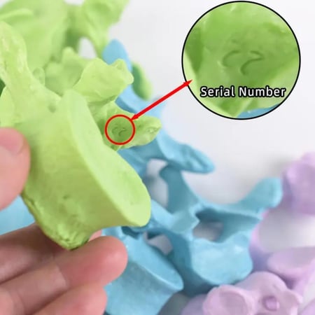 فقرات العمود الفقري