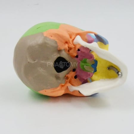 نموذج جمجمة ملون صغير