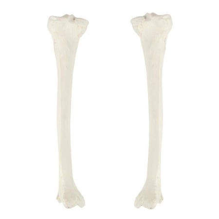 عظم Tibia - عظام الأطراف السفلية بالحجم الحقيقي