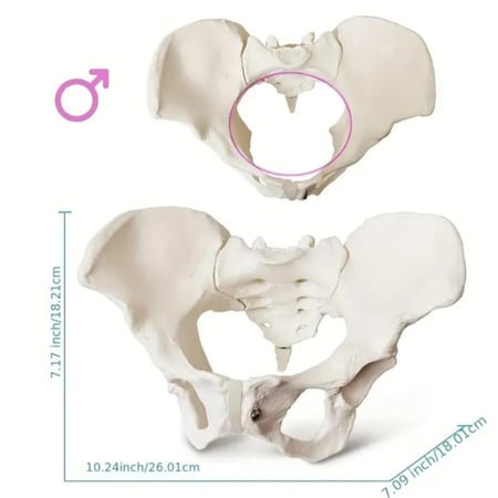 مجسم حوض أنثى