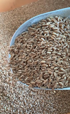 طحين عثري(بعل/مطري)
