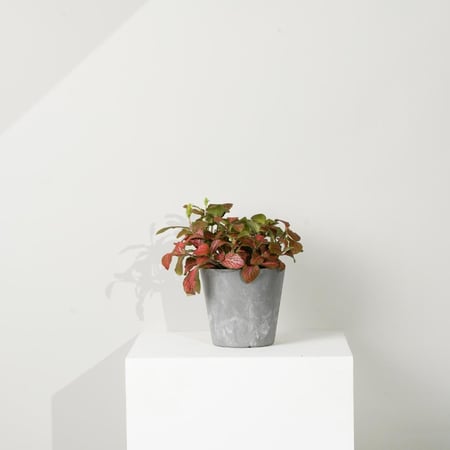 نبات أهداء 2