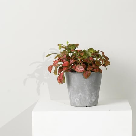 نبات أهداء 2