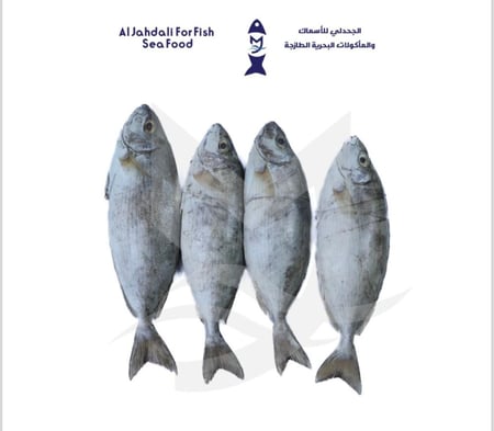 سمك سيجان ( 1ك )