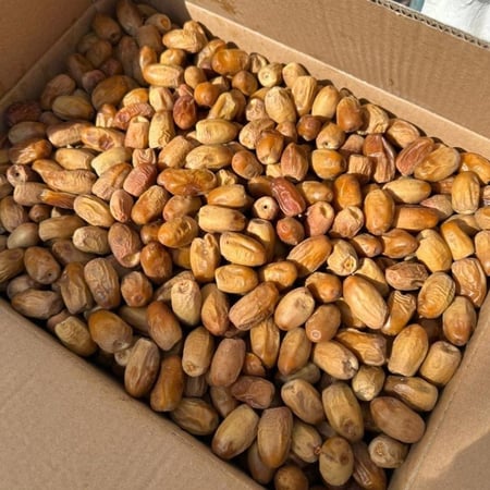 كيلو جسب قصب كسب تمر (بديرة) لين طري 1000 جرام