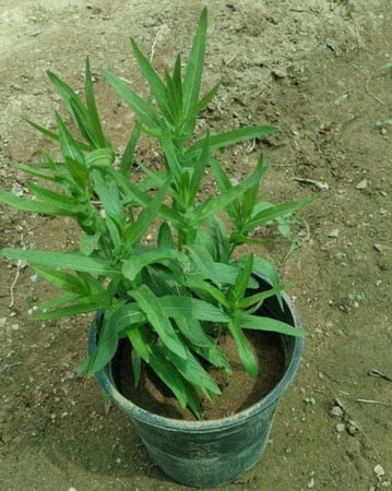شتلة حبق المدينة.