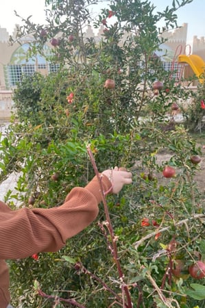 شاليه المسك ( بيشة ) غيمة جنوب المدينة قرب عمائر الشاعر