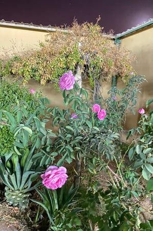 شاليه المسك ( بيشة ) غيمة جنوب المدينة قرب عمائر الشاعر