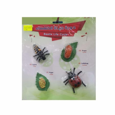 دورة حياة الخنفساء