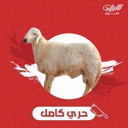 خروف حري بلدي