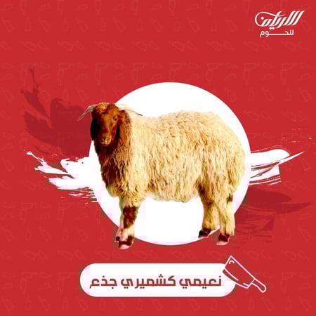 خروف جذع نعيمي كشميري