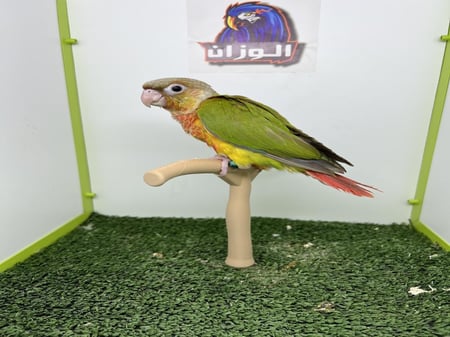 كنيور اناناس دبل رد فاكتور نهايه غر