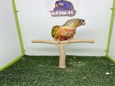 كنيور اناناس دبل رد فاكتور نهايه غر