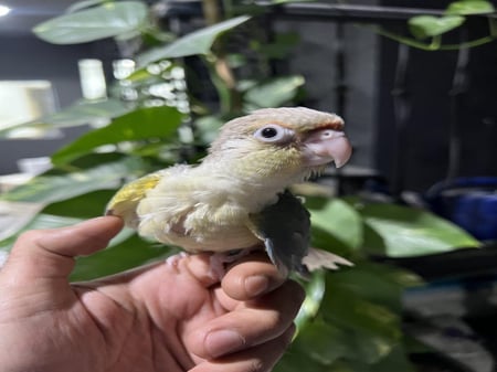 فرخ كنيور تركواز اناناس غر