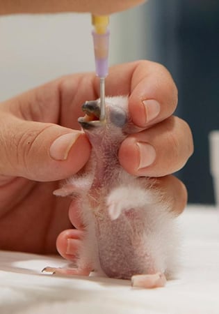 سيتاكوس سريلاك لحديث الفقص من 5 -9 ايام  GRANIVOROUS PSITTACINE CROP MILK