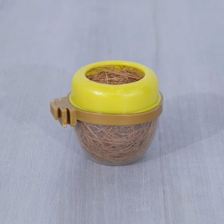 قش عشى كناري