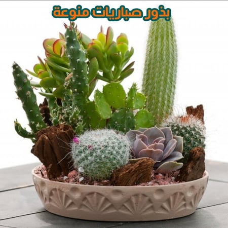 بذور صباريات متنوعة 15 بذرة