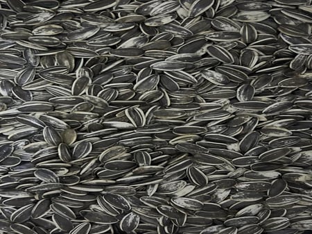 حب شمسي مقاس وسط ارجنتيني 1KG