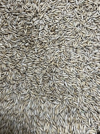 حبوب شوفان للطيور تعبئة يدوية - 1ك