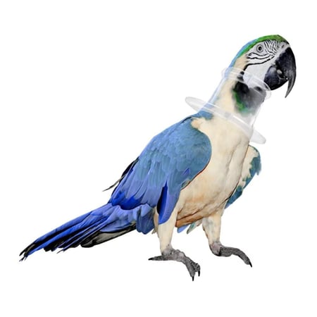 طوق للببغاء حماية عن النتف والجروح - سمول