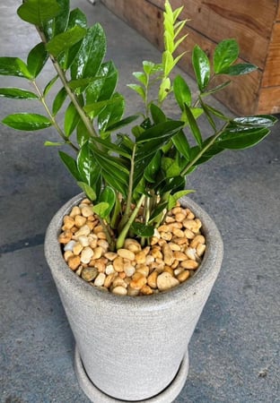 حجر زينة اصفر لمعة 10 كيلو