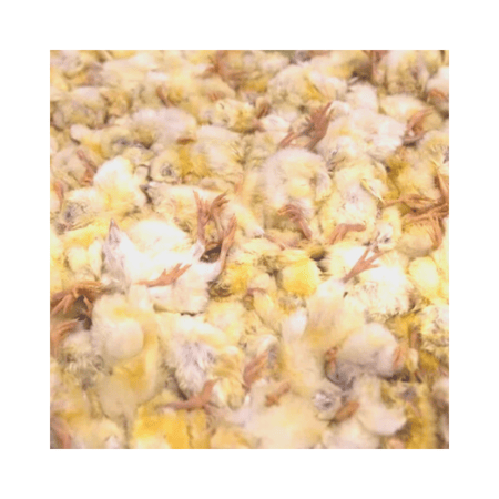 كرتون الصيصان المجمدة وزن 10 كيلو