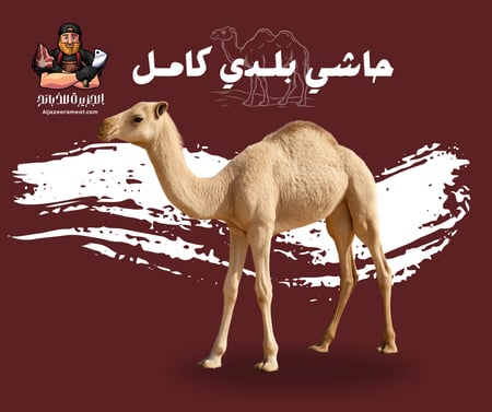 حاشي بلدي كامل