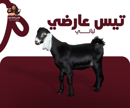 ذبيحة تيس عارضي لباني