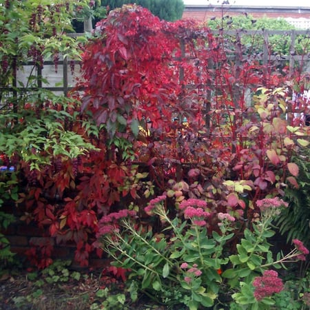 مستلقة طربوش الملك 70سم