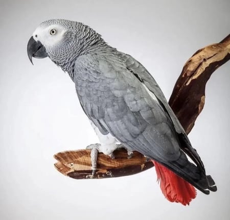 كاسكو اليف ومتكلم