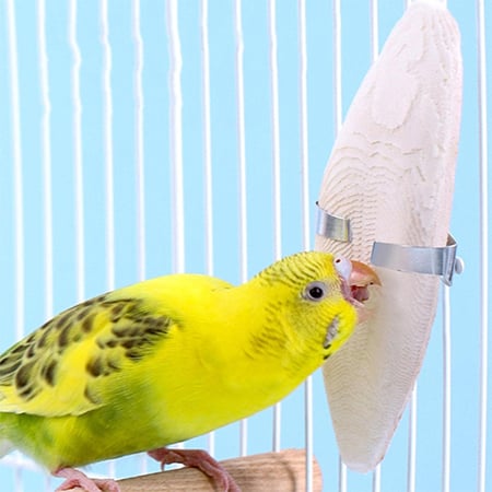 عظم الحبار(كالسيوم)