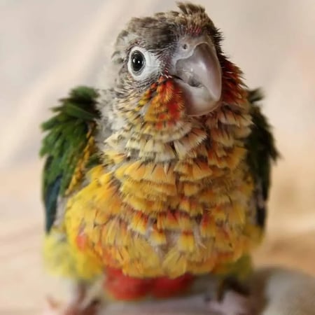 كنيور فرخ غر