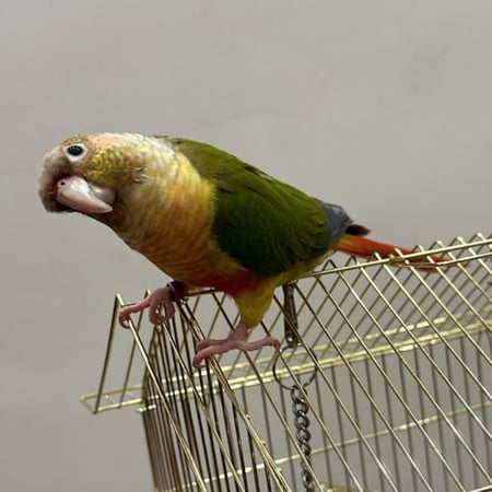 كنيور أليف متكلم