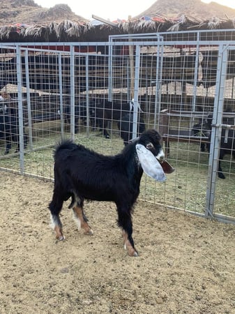 تيس صغير للبيع لباني