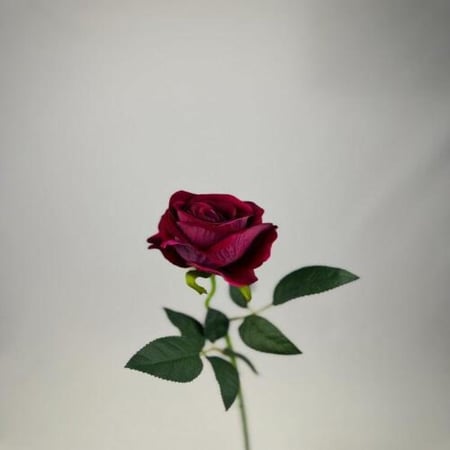 روز قطيفي -متعدد الالوان